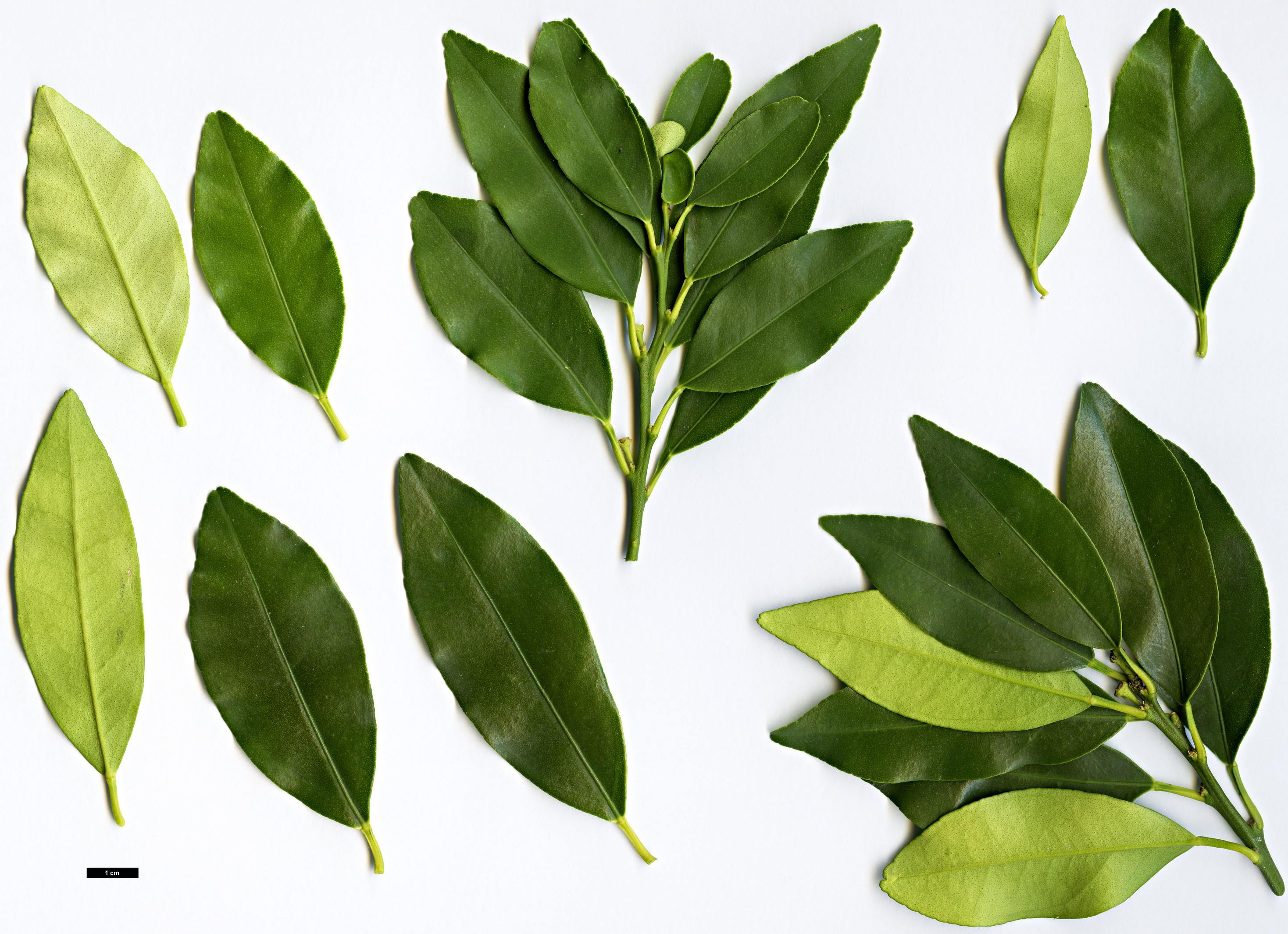 High resolution image: Family: Rutaceae - Genus: Citrus - Taxon: japonica